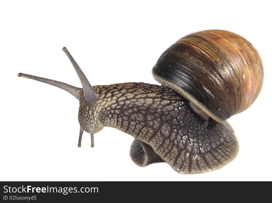 Snail On White Background