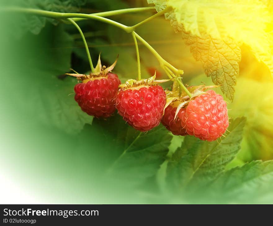 Berries  raspberry