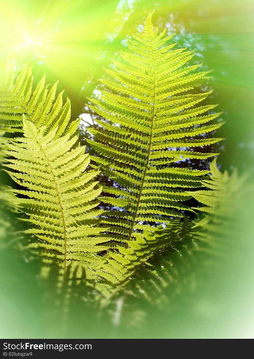 Leaves of a wild plant a fern in a sunlight. Leaves of a wild plant a fern in a sunlight