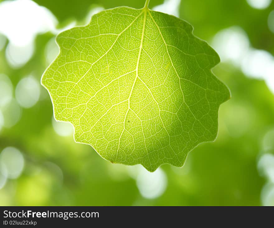 Leaves  tree aspens in a sunlight