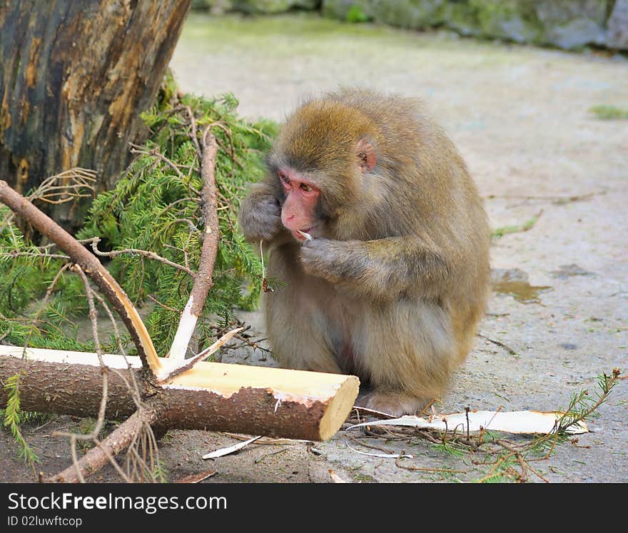 Lonely monkey eats the conifer