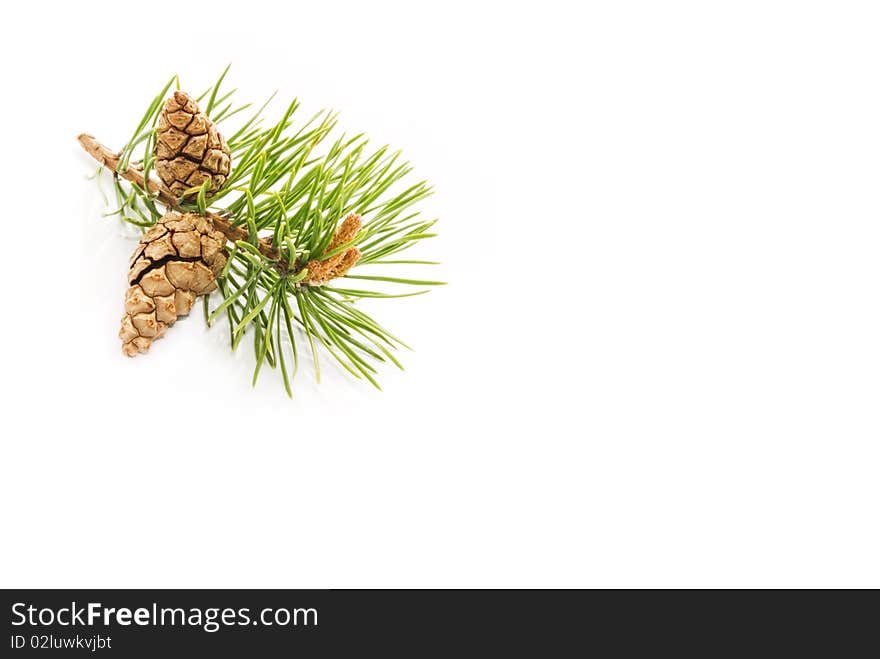 Pine cones on a white background