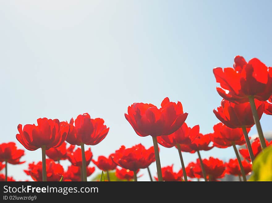 Many red tulips with sky