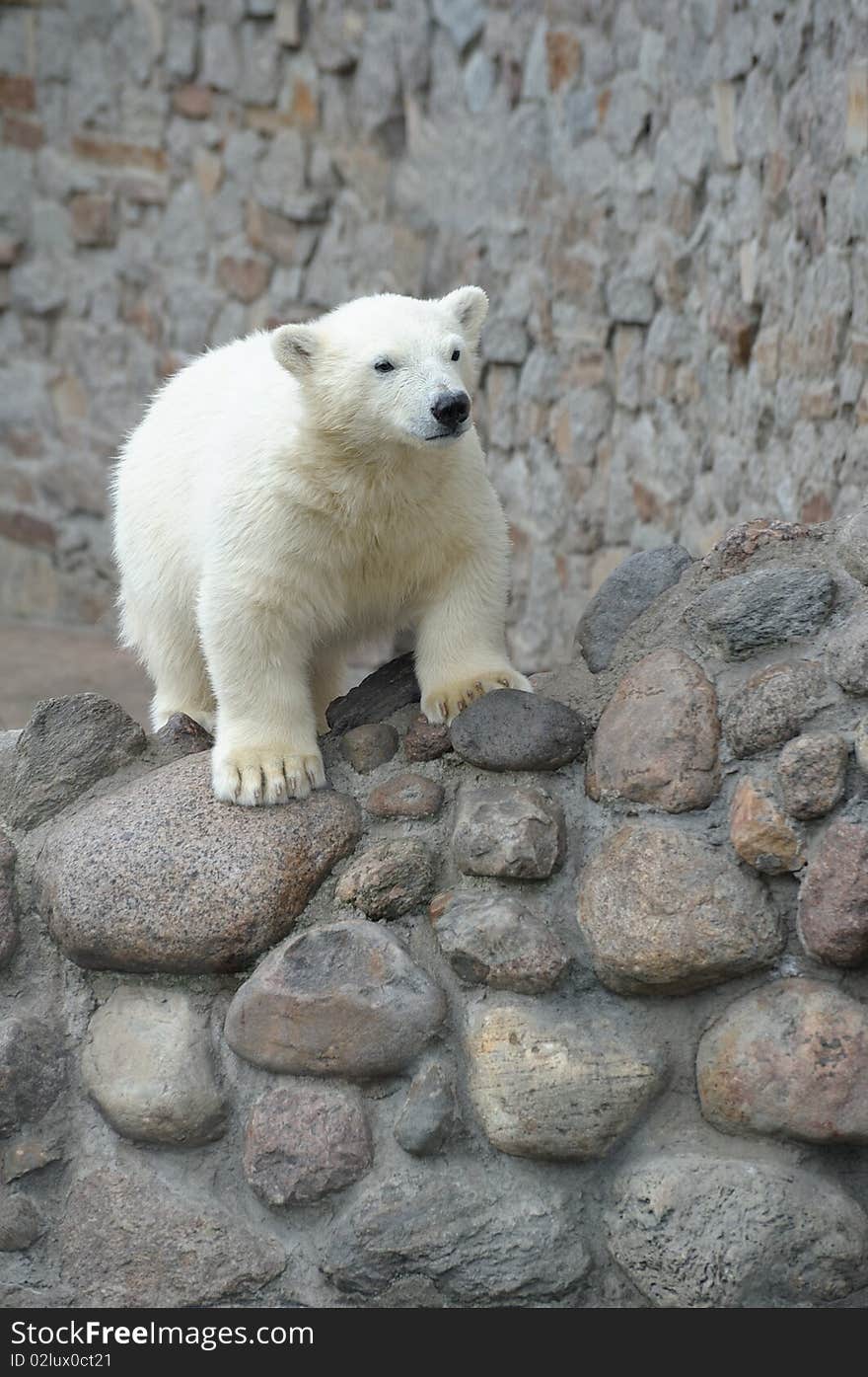 One little white polar bear. One little white polar bear