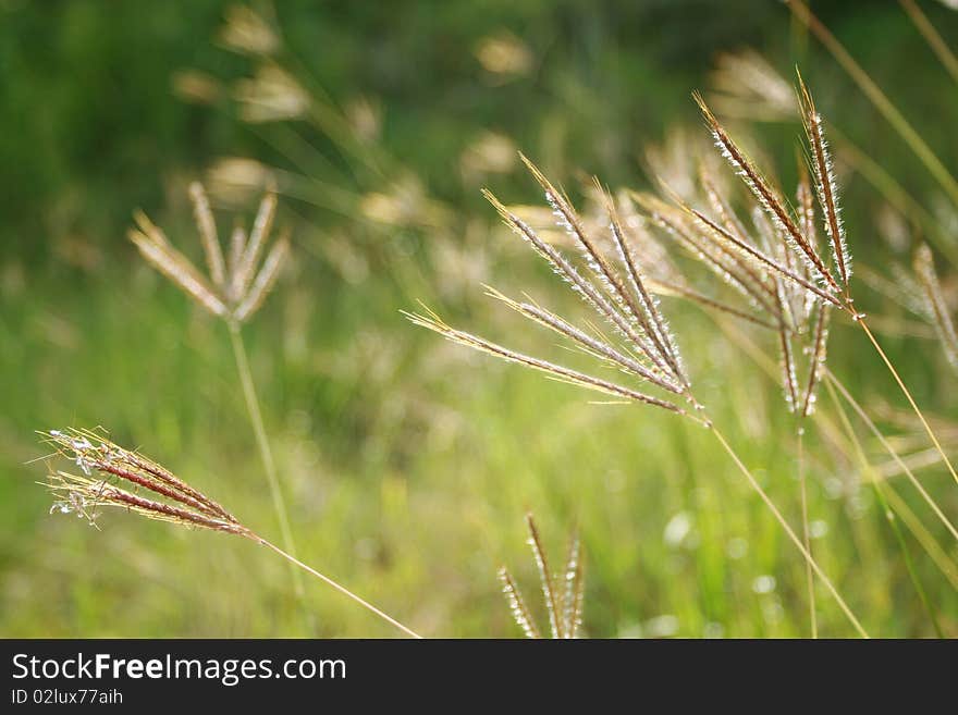 Grass Field in Tropical Graden