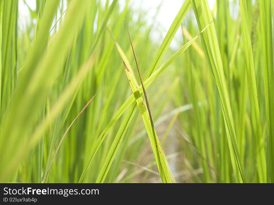 Rice Farm