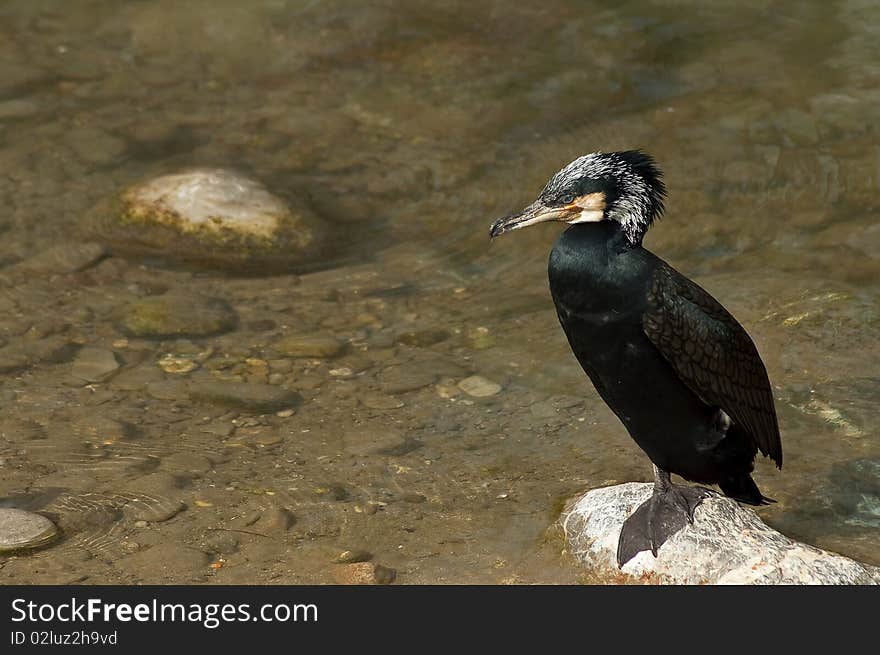 A grand cormorant also known as Phalacrocorax carbo sinensis at a lake