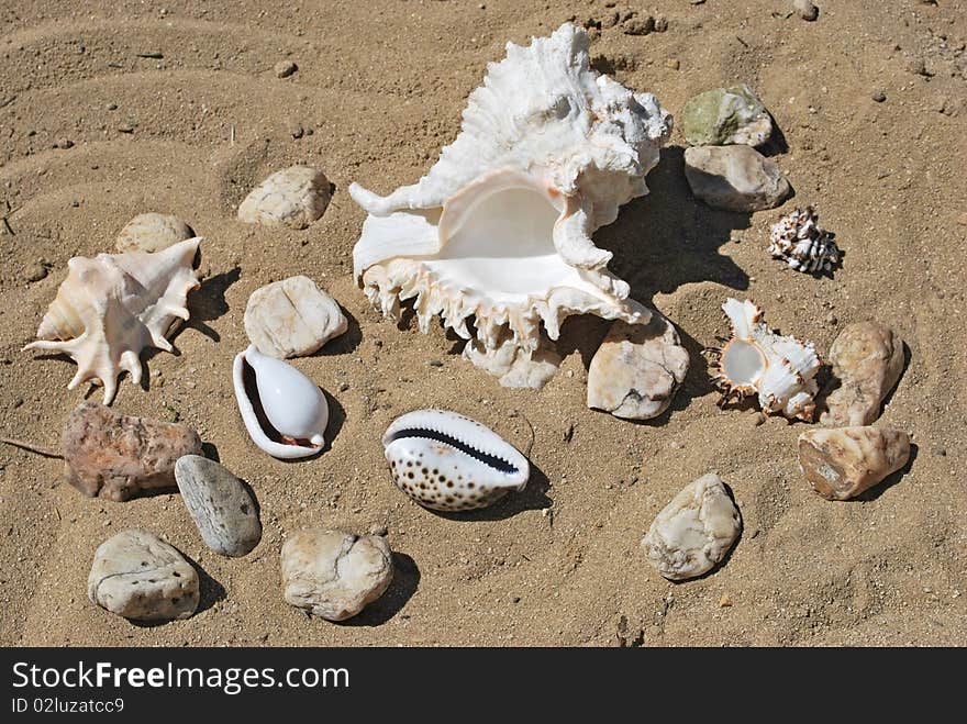 Few different seashells on beach sand background