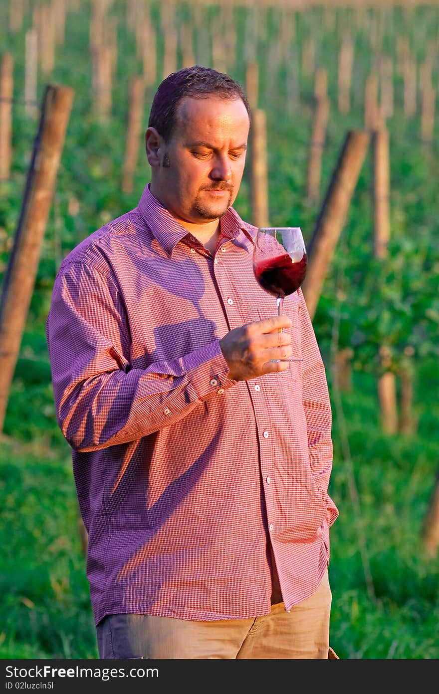 Young man enjoying red wine in the vineyard at sunset