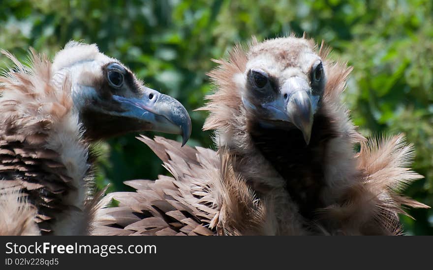 Two European Black Vultures sitting together