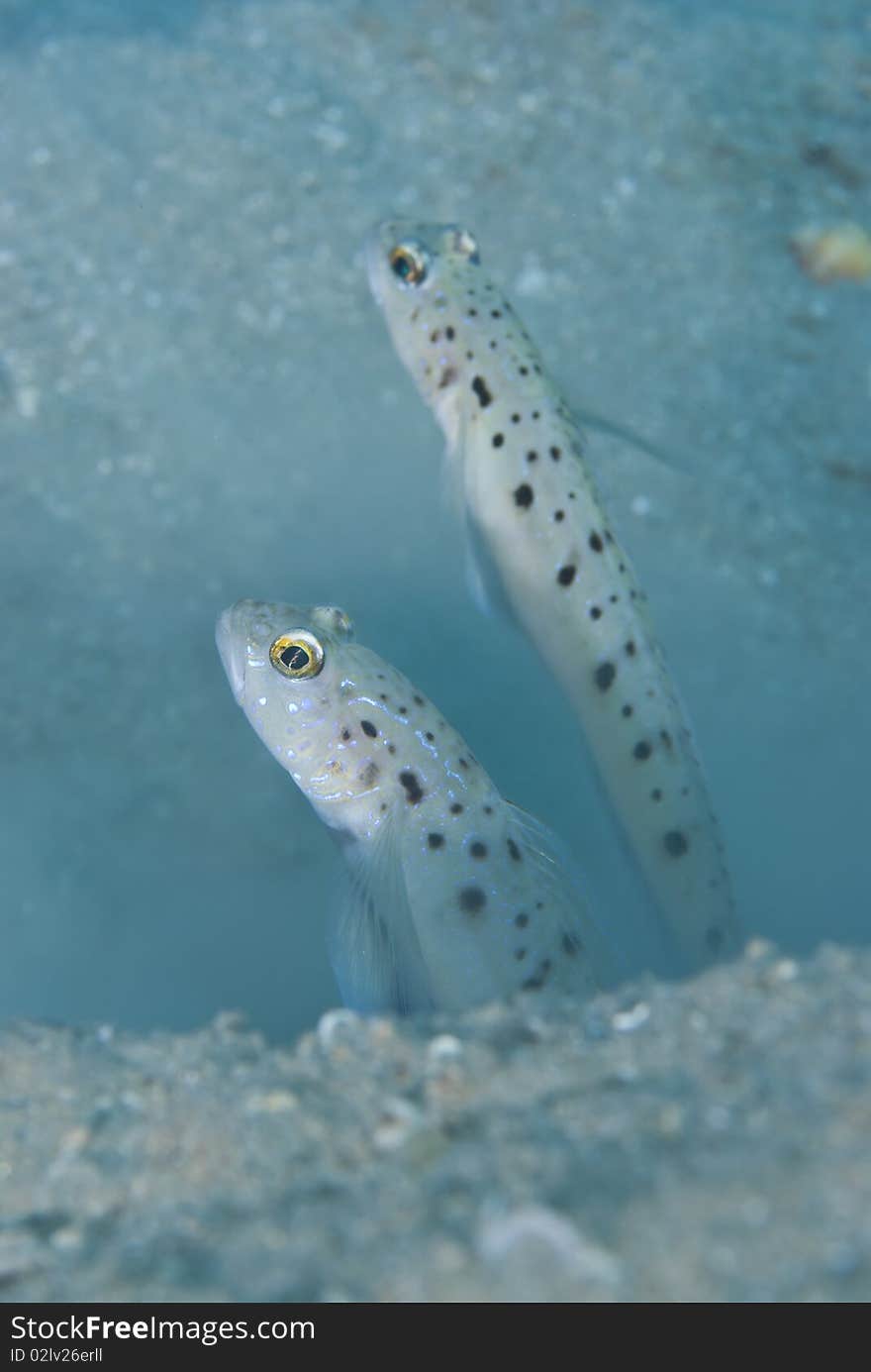 Two spotted tropical fish.