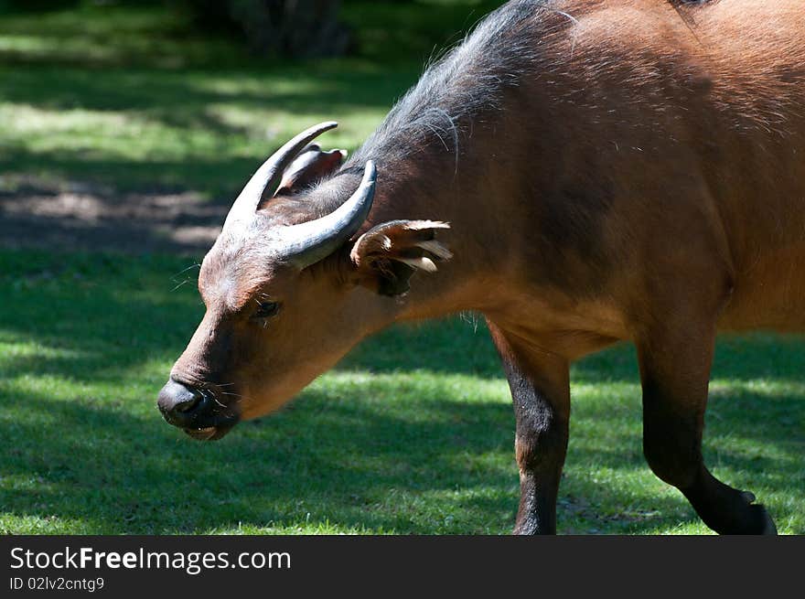 A Congo Buffalo grazing in the sun