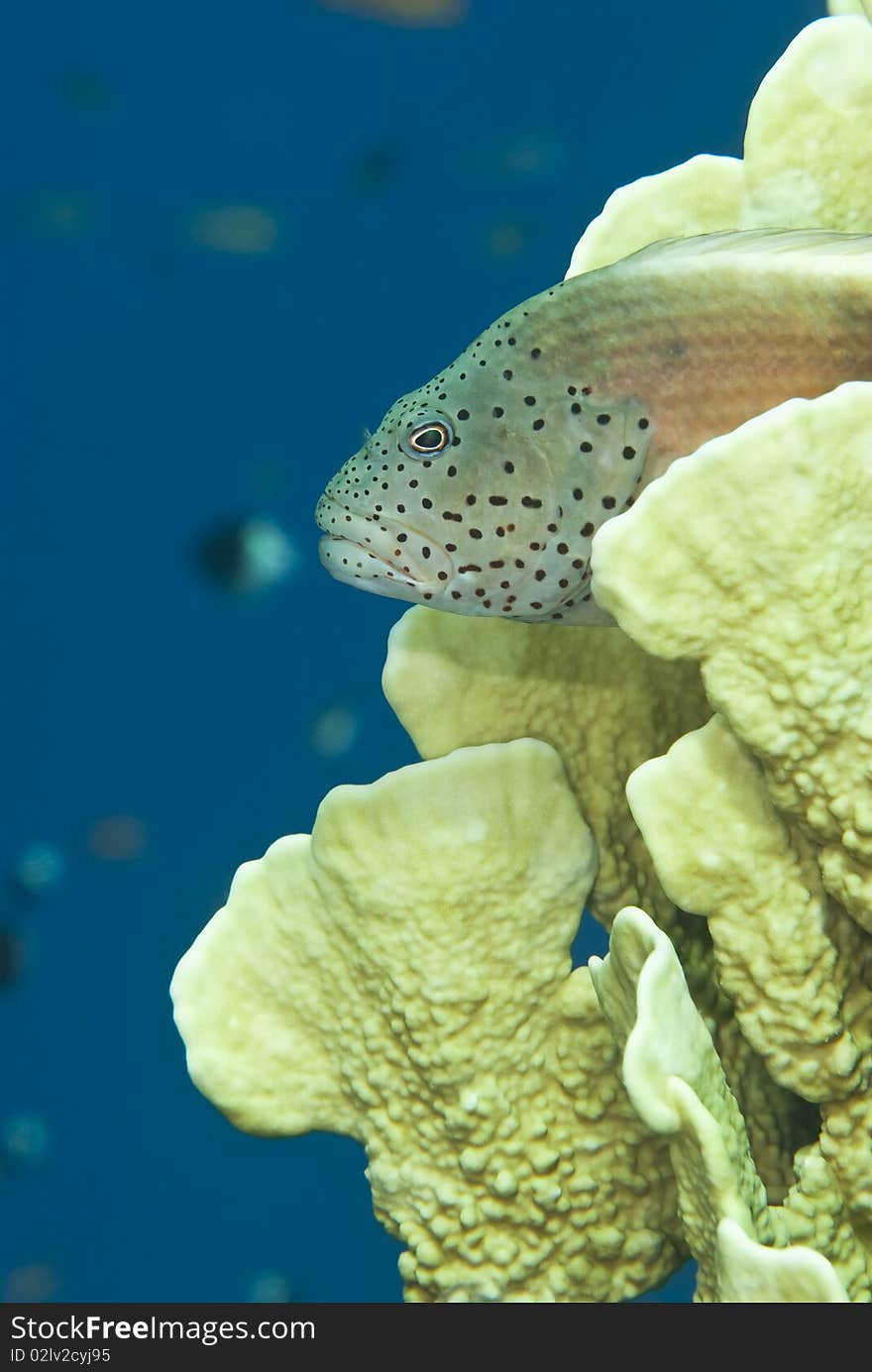 Freckled hawkfish (paracirrhites forsteri) peeking through Plate fire coral (millepora platyphylla). Sharm el Sheikh, Red Sea, Egypt. Freckled hawkfish (paracirrhites forsteri) peeking through Plate fire coral (millepora platyphylla). Sharm el Sheikh, Red Sea, Egypt.