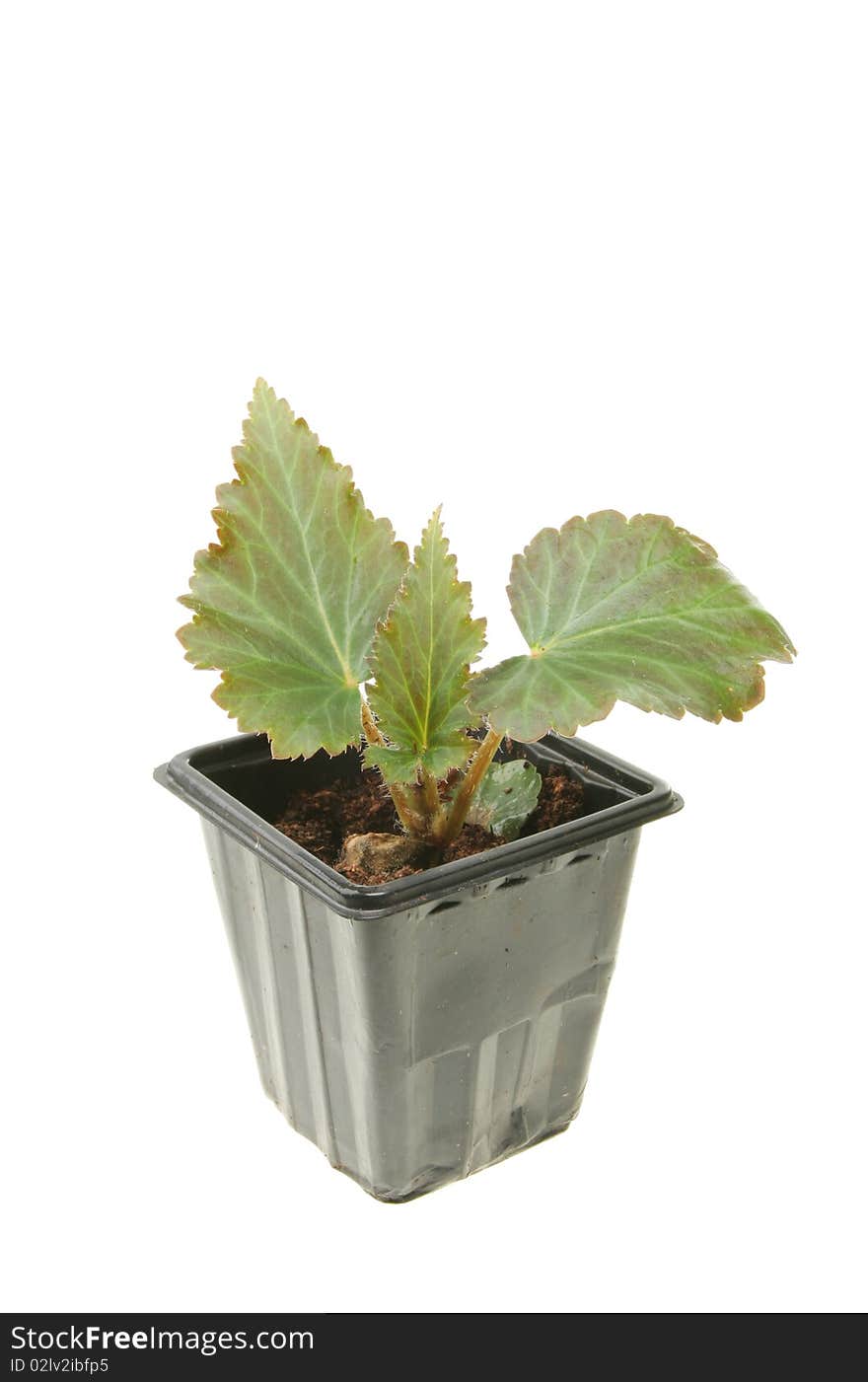 Begonia seedling