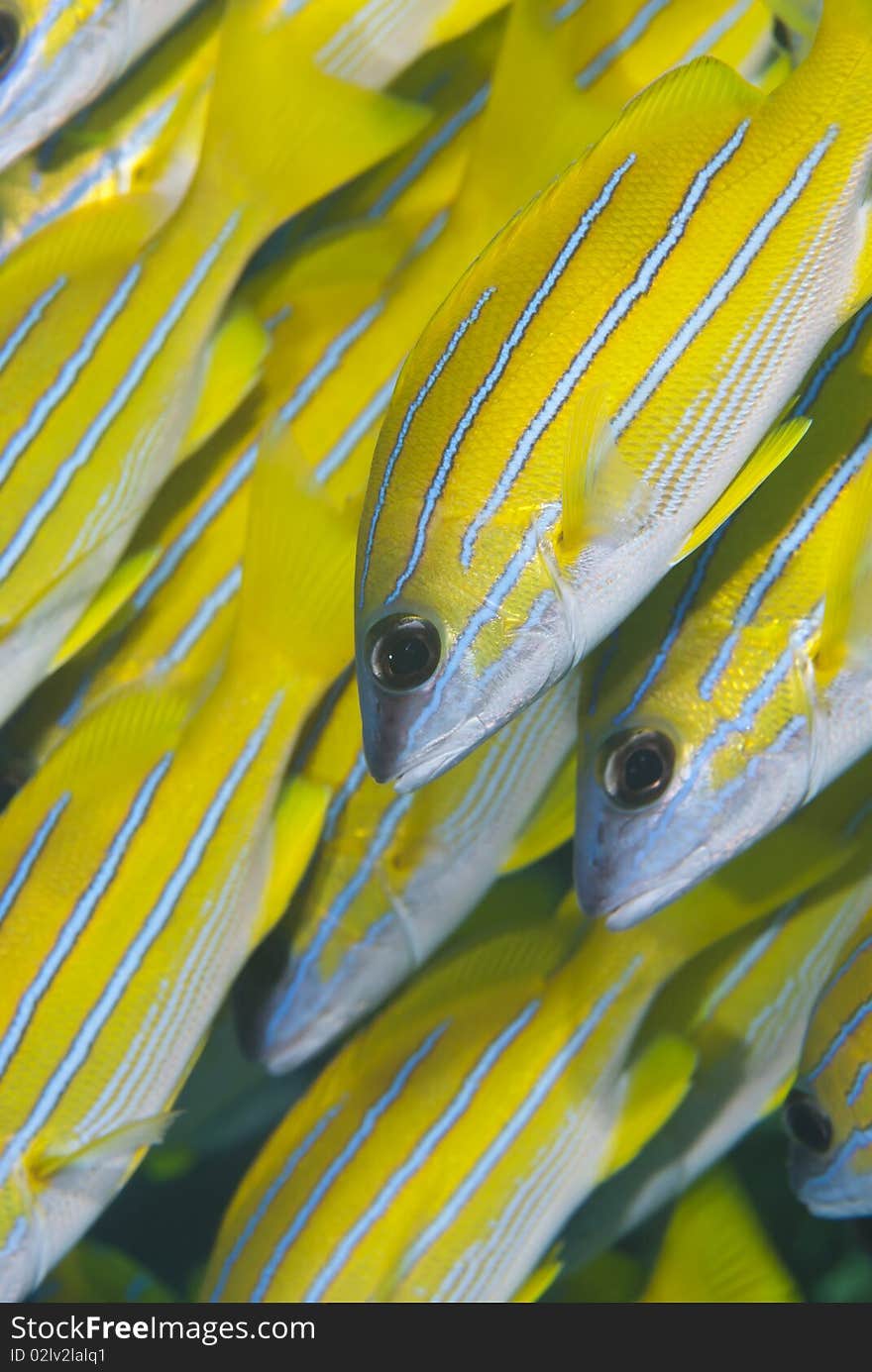 Close up of a small school of blue striped snapper (Lutjanus kasmira). Sharm el Sheikh, Red Sea, Egypt. Close up of a small school of blue striped snapper (Lutjanus kasmira). Sharm el Sheikh, Red Sea, Egypt.