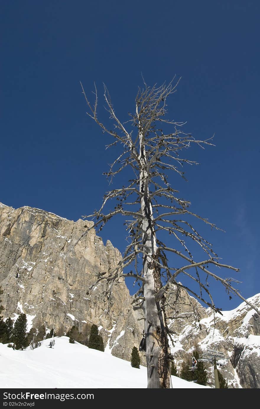 Dead tree against a clear blue sky with mountains and snow in the background. Val Gardena, Dolomites, Italy. Dead tree against a clear blue sky with mountains and snow in the background. Val Gardena, Dolomites, Italy.