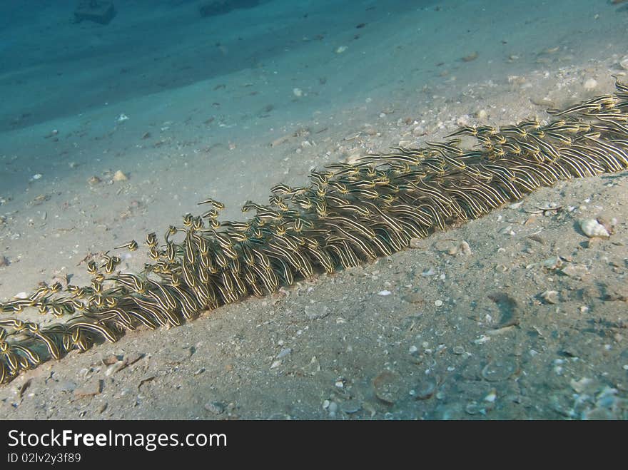 Schooling striped fish.