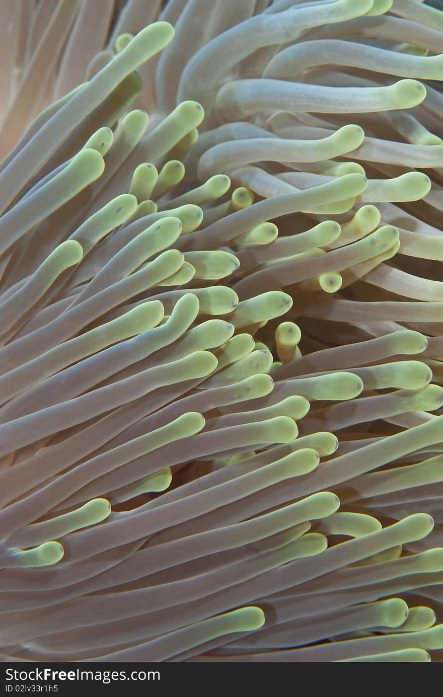 Macro of magnificent anemone's (Heteractis magnifica) fluorescent green-tipped tentacles. Sharm el Sheikh, Red Sea, Egypt. Macro of magnificent anemone's (Heteractis magnifica) fluorescent green-tipped tentacles. Sharm el Sheikh, Red Sea, Egypt.