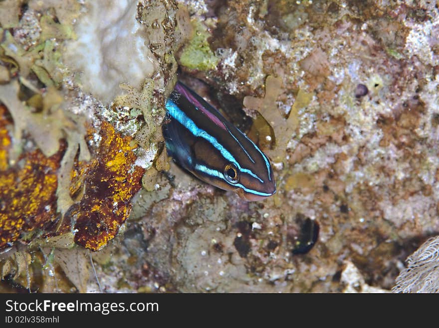 Bluestriped sabretooth blenny (Plagiotremus rhinorhynchus), seeking shelter in a small hole in the reef. Naama bay, Red Sea, Egypt. Bluestriped sabretooth blenny (Plagiotremus rhinorhynchus), seeking shelter in a small hole in the reef. Naama bay, Red Sea, Egypt.