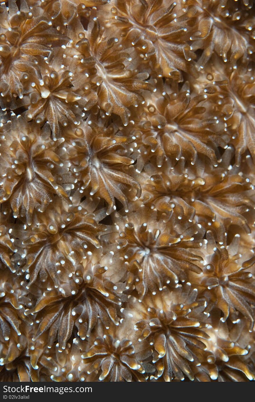 The polyps of the Galaxea astreata coral.