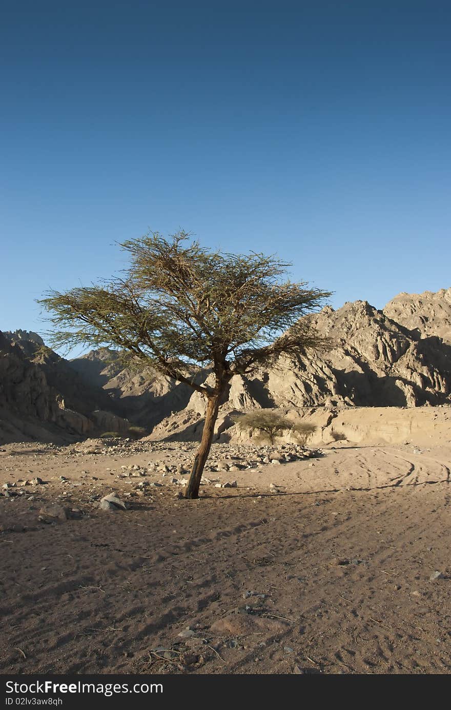 Acacia tree in the Sinai desert.