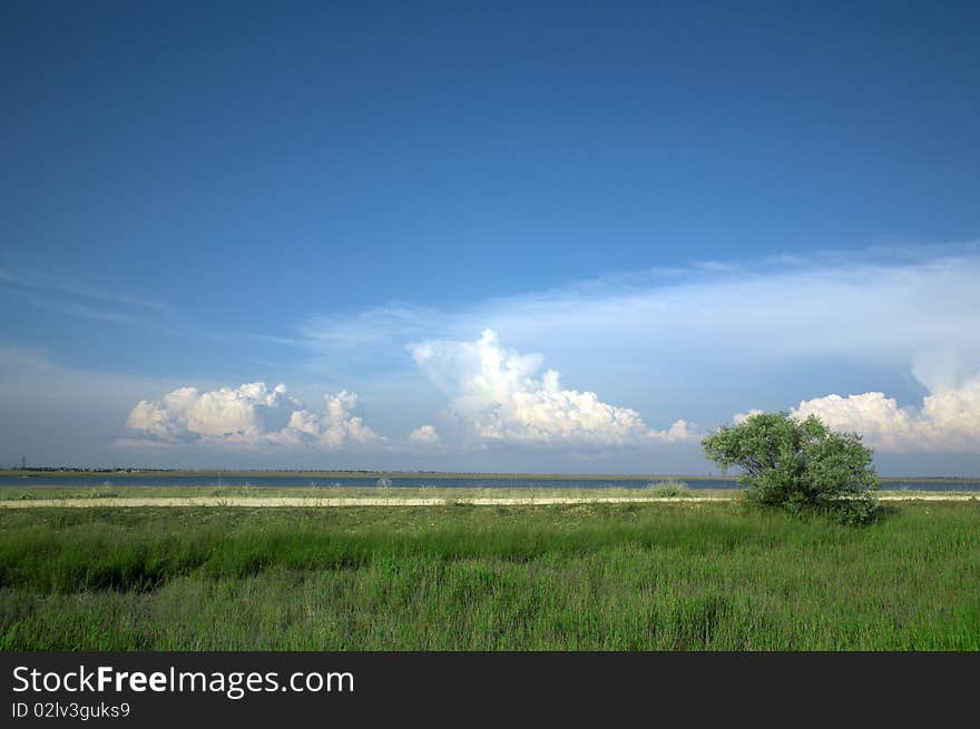 Green grass and tree