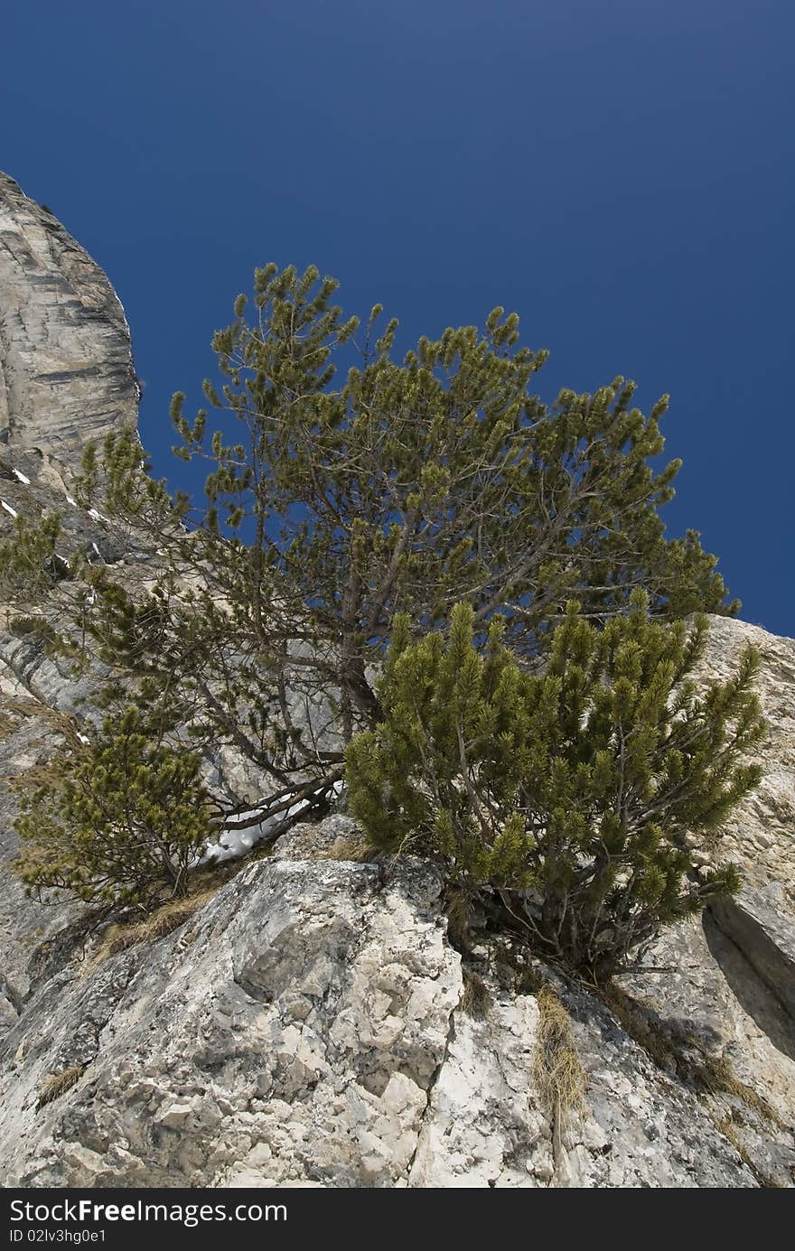 Young pine tree growing from a mountain.