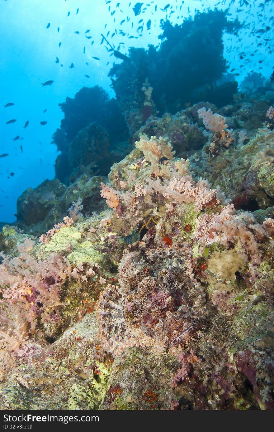 Colourful Tropical Reef Scene.