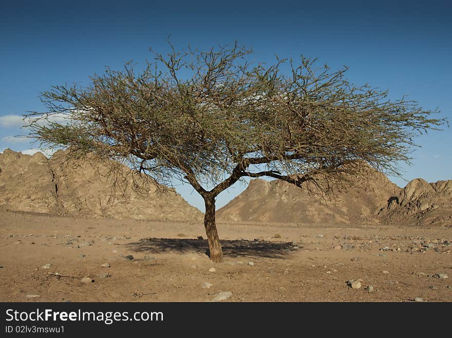 Acacia tree in the Sinai desert.