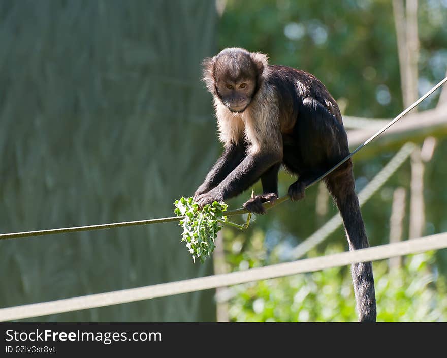 A buffy headed capuchin climbing on a rope