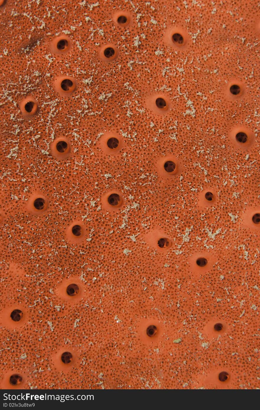 Detail of a Red boring sponge.