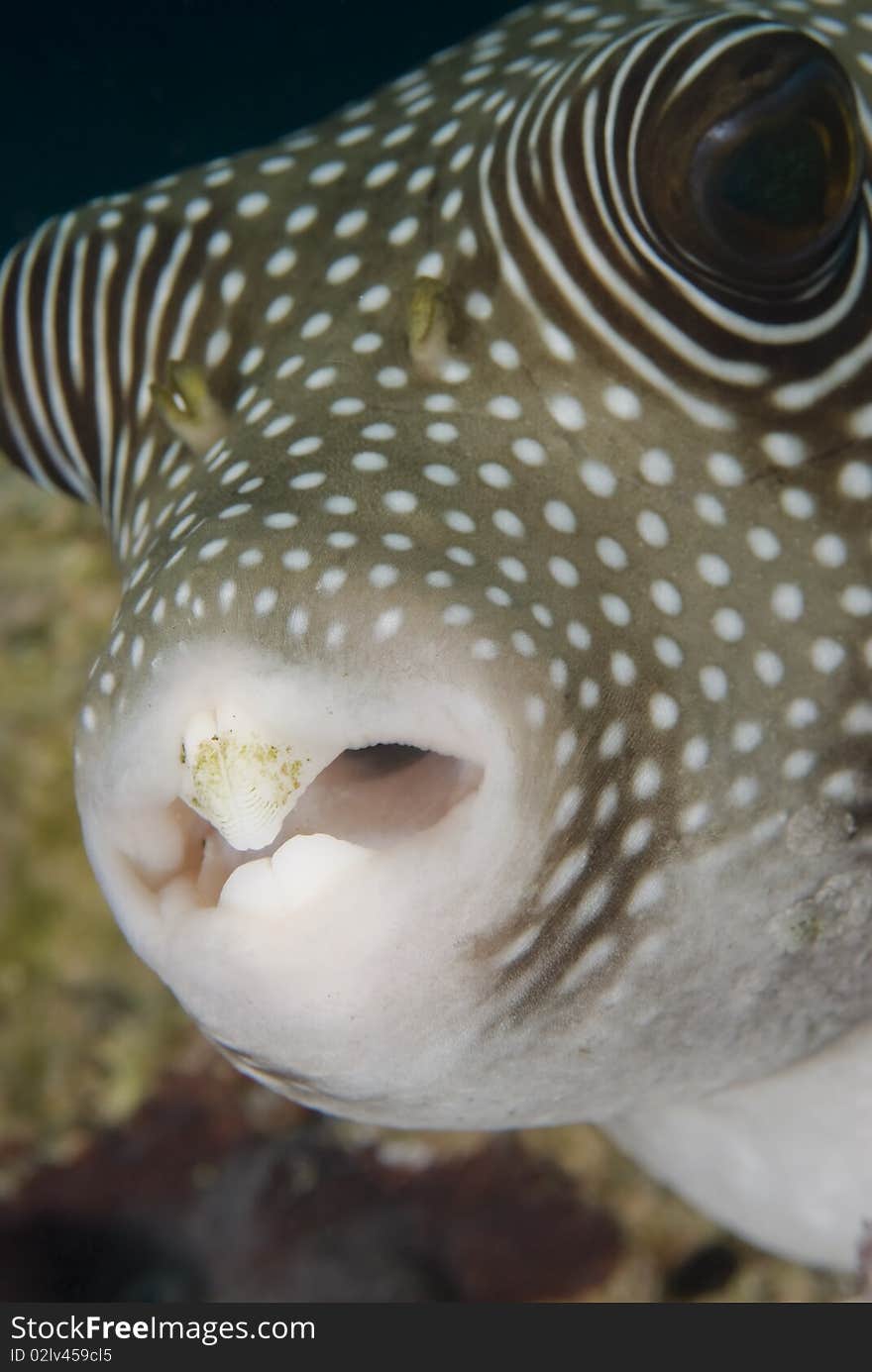 Portrait of a Whitespotted pufferfish.