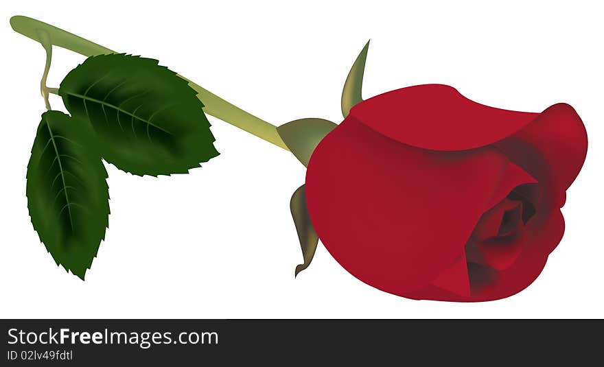 Red rose with green leaves.