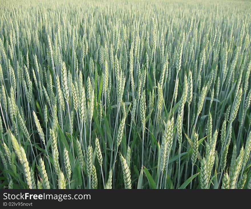 Green Young Wheat Field