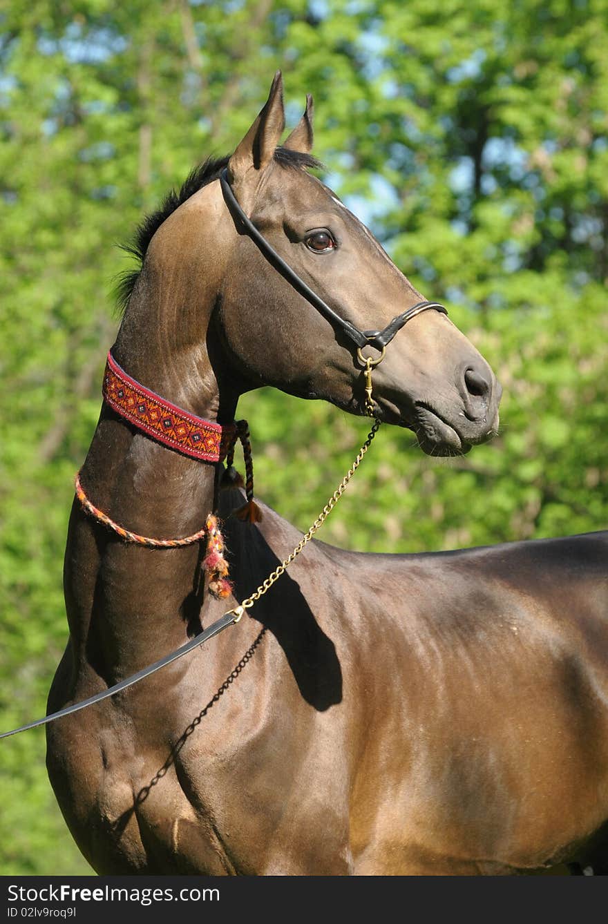 Portrait Of Akhal-teke Stallion