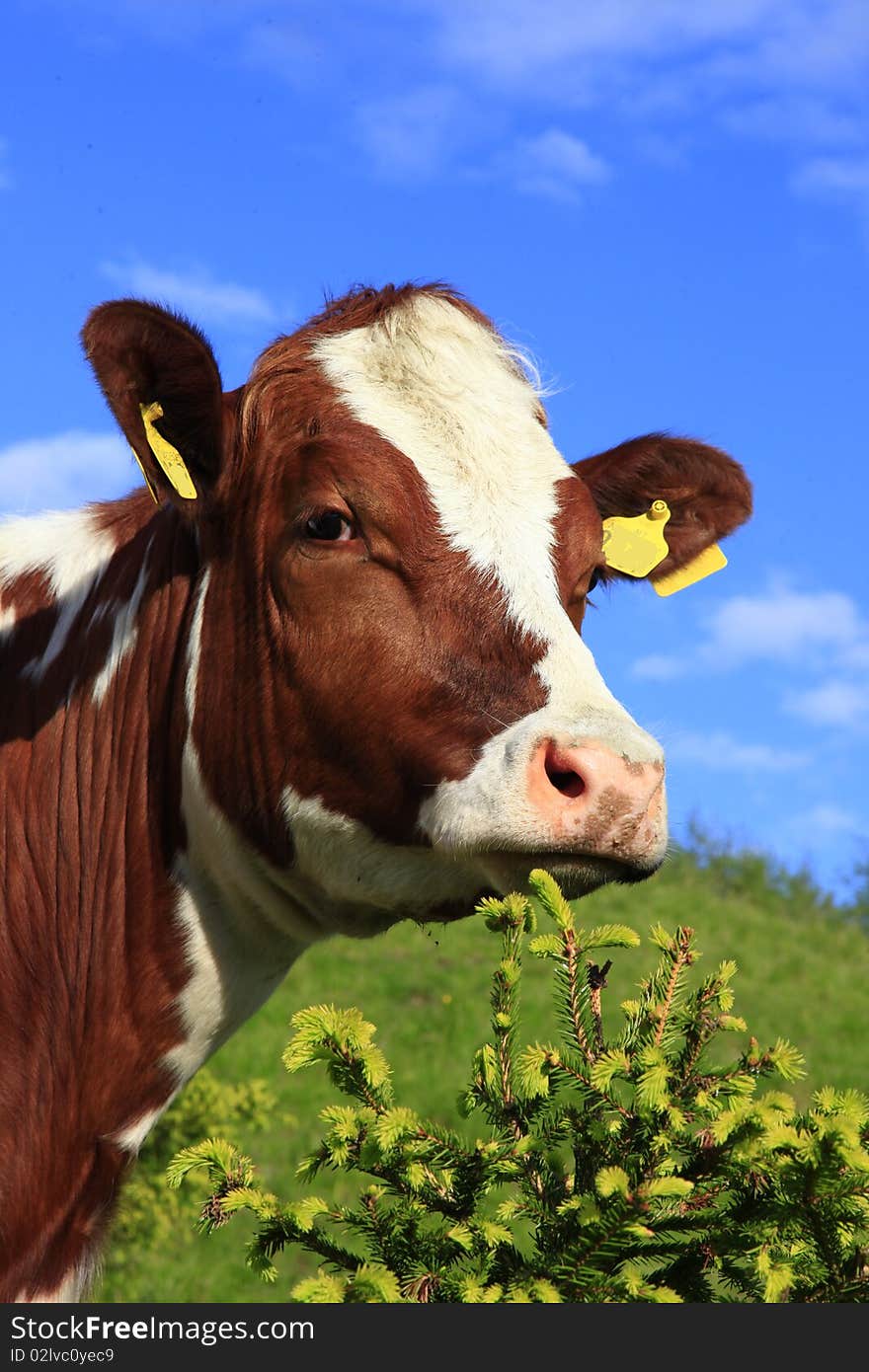 A photo of a cow in summer sun