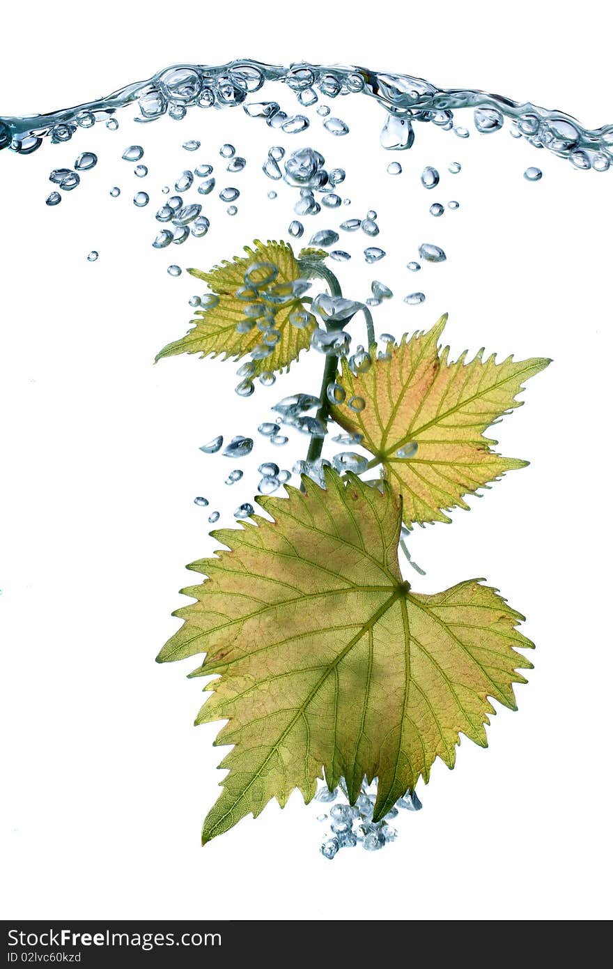 Grape leaves