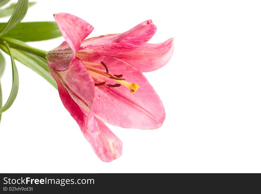 Pink lily on white background