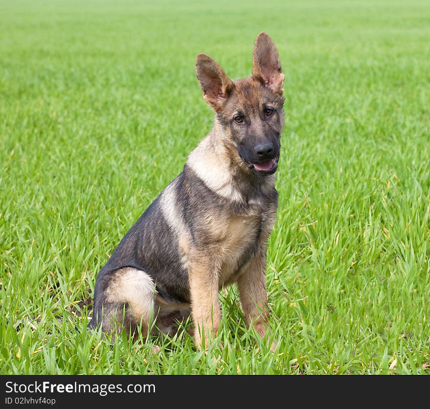 German shepherd`s puppy