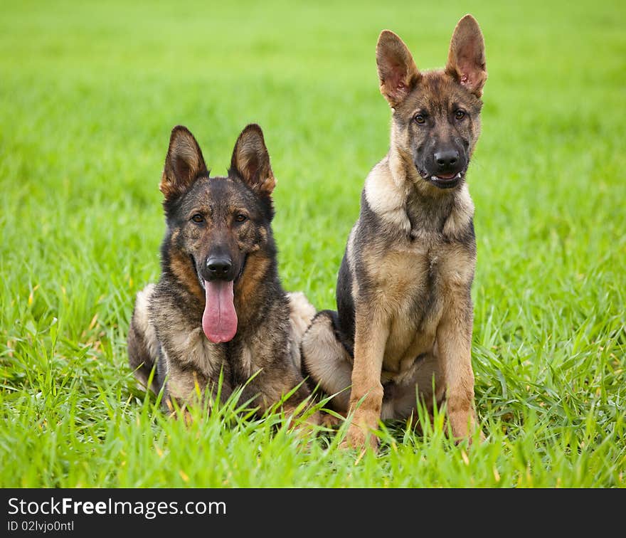 Two German shepherds