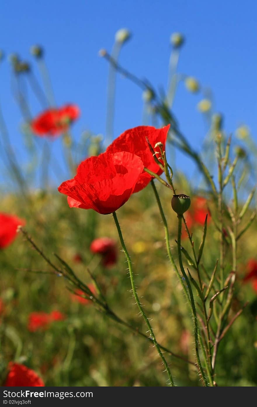 Red poppies in a field of blue sky