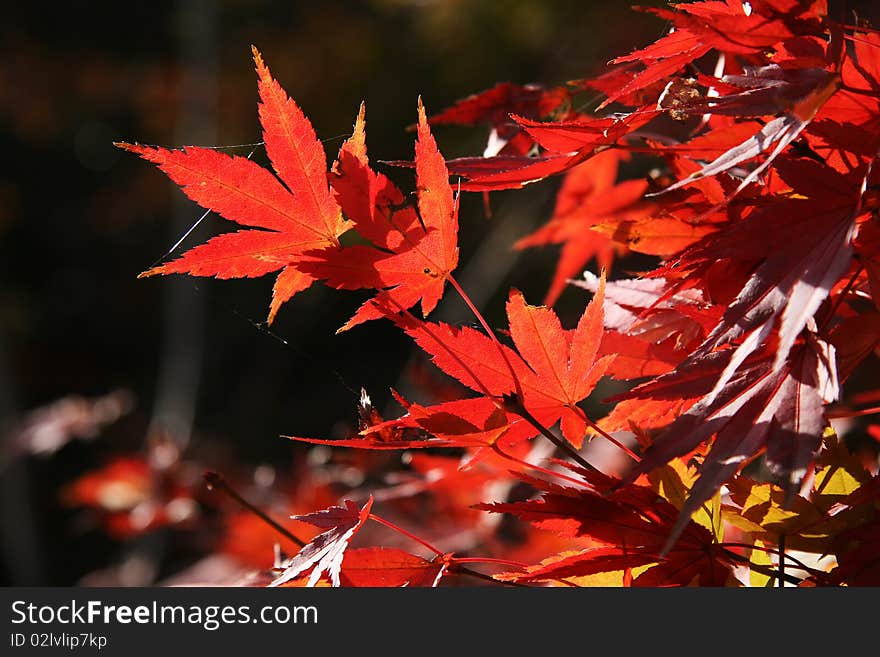 Red leaf under sunlight, Japan