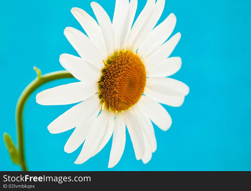 Depicted daisy on a blue background. Depicted daisy on a blue background.