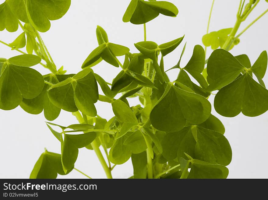 Green Clover Leaves