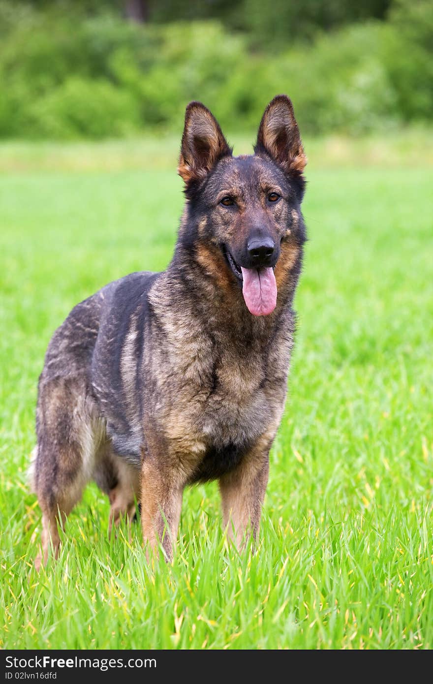 German shepherd