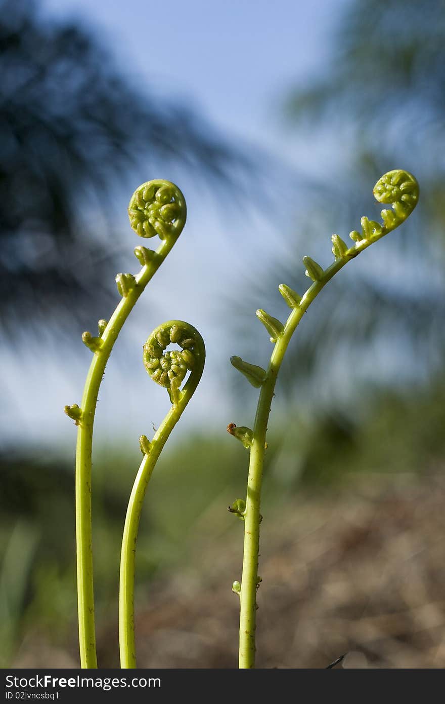 Fiddle Head Fern, South of Thailand