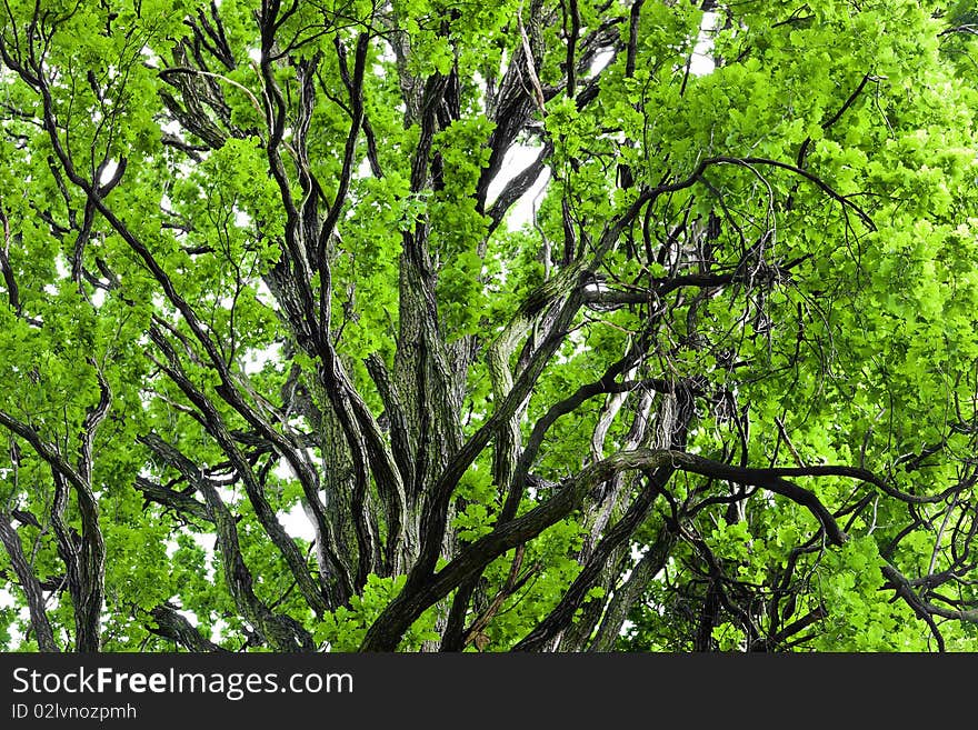 Under mighty old oak tree. Under mighty old oak tree