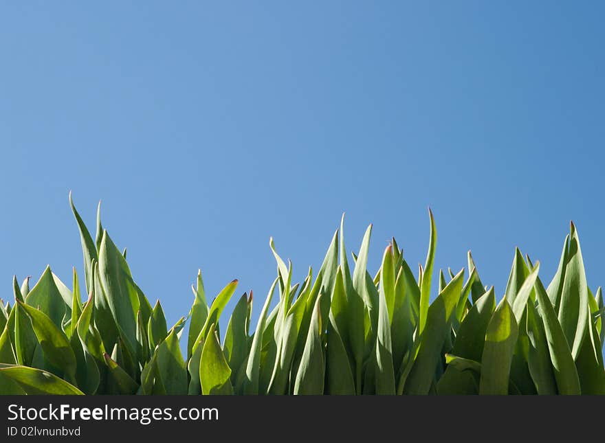 Green grass and blue sky. Natural concept. Taken in clear weather in the side, sunlight, natural high contrast. Natural grass. We used a polarizing filter. No post processing and assembly