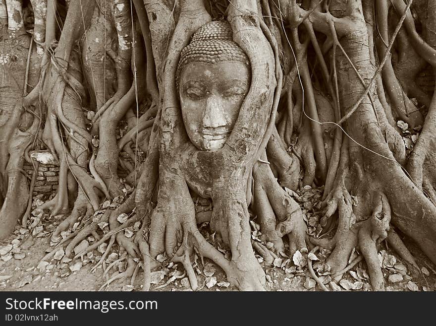 Buddha Head in Ayuthaya, Thailand