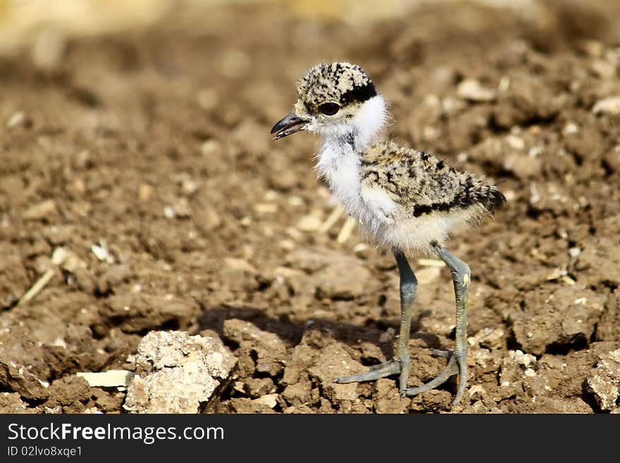 A new born spur-winged plover chick.